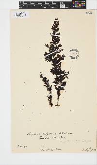 Sargassum vulgare image