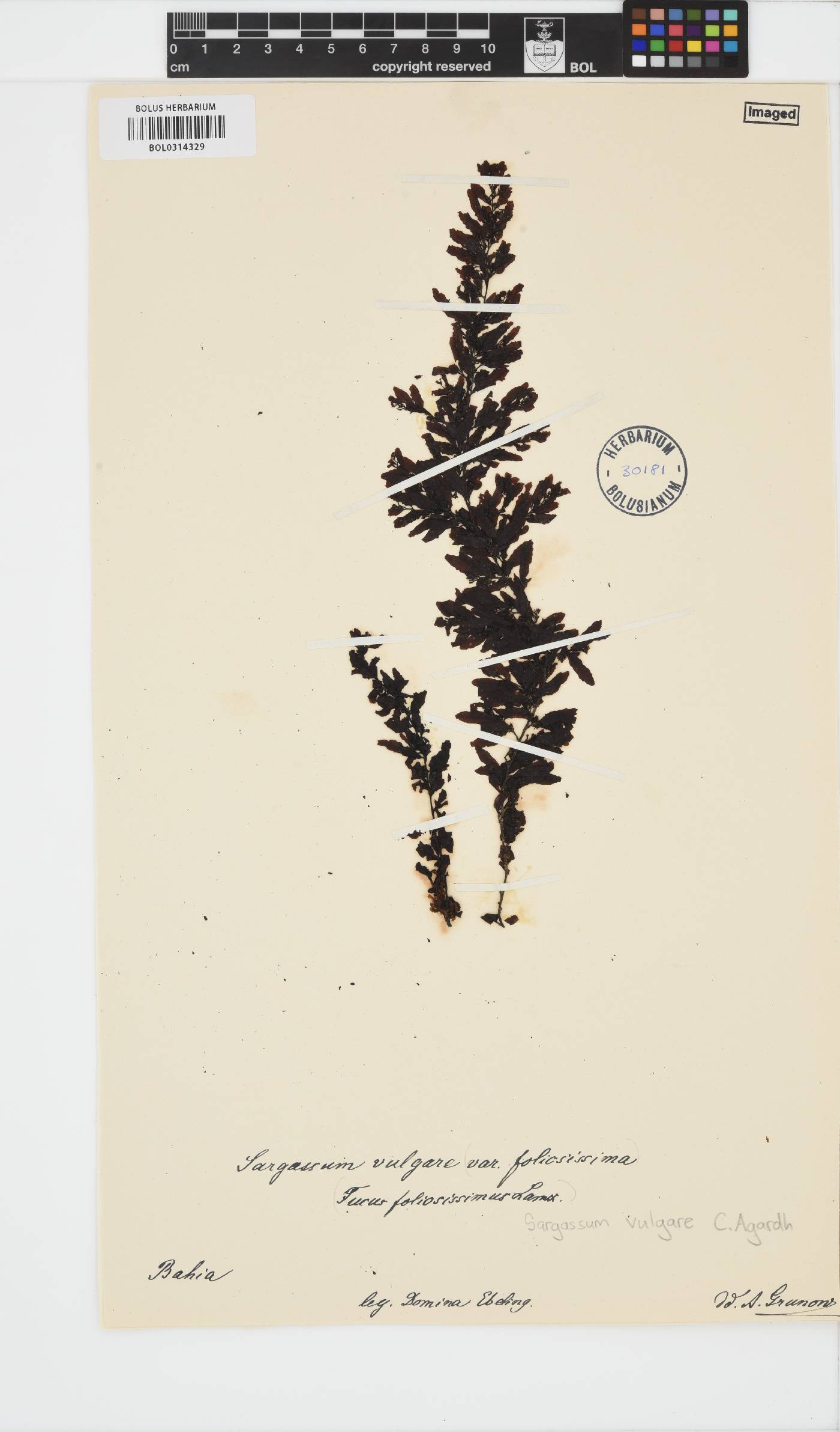 Sargassum vulgare image