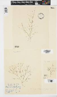 Stilophora tenella image