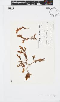 Image of Zonaria crenata