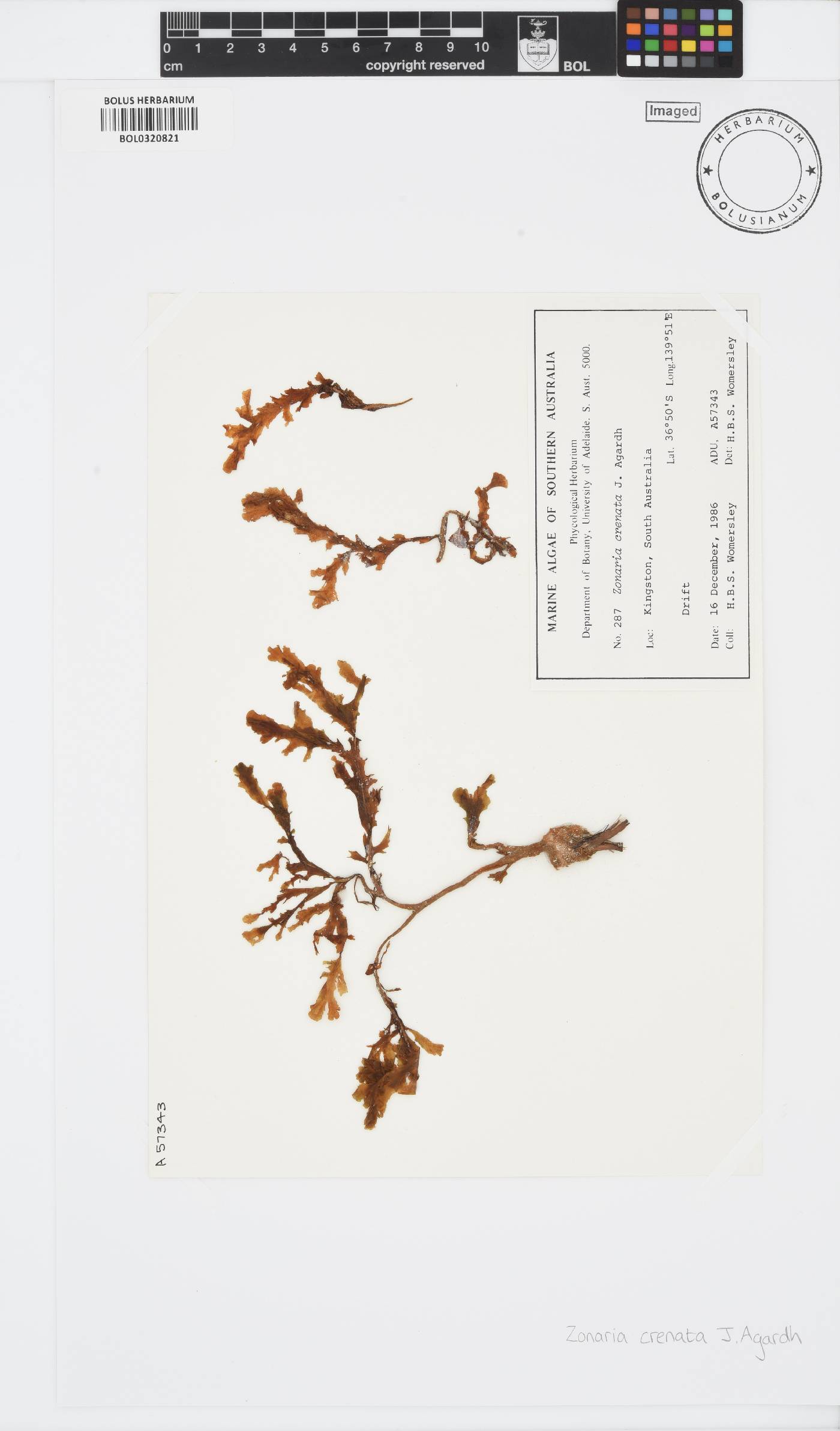 Zonaria crenata image