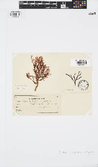 Zonaria turneriana image