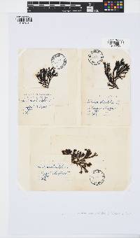 Pelvetia canaliculata image