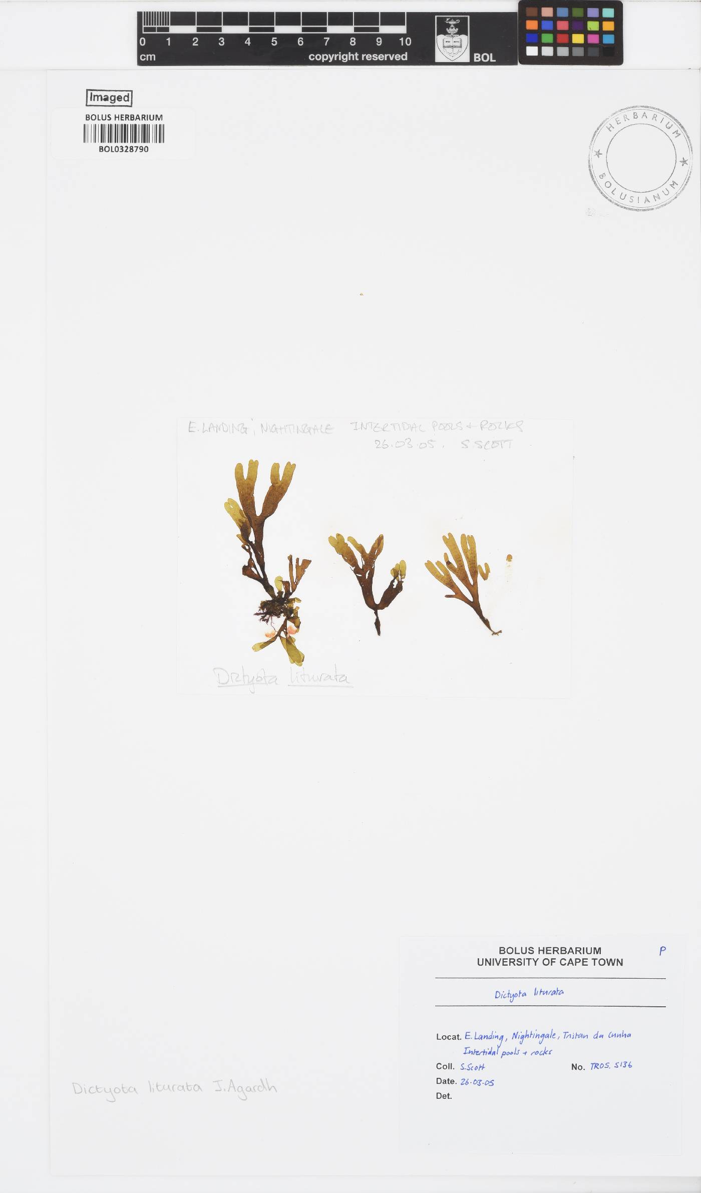 Dictyota liturata image
