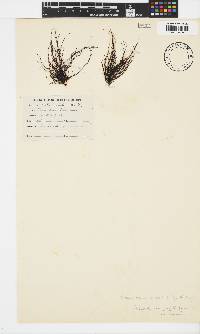Chordariopsis capensis image
