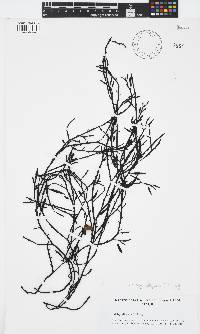 Halidrys siliquosa image