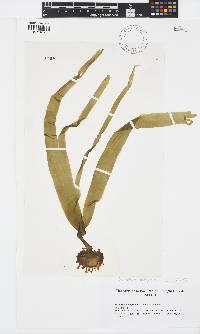 Saccorhiza polyschides image