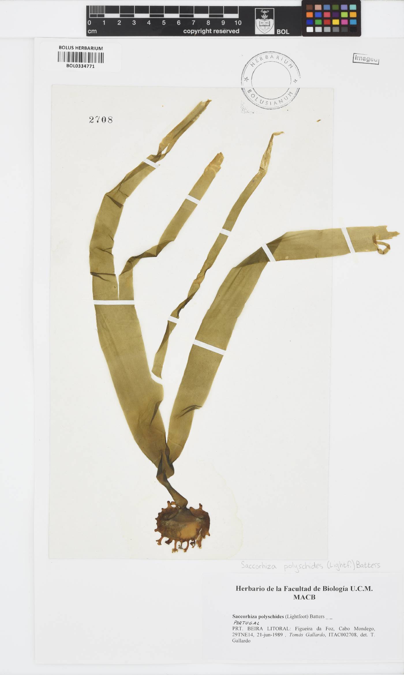 Saccorhiza polyschides image