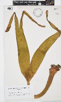 Saccorhiza polyschides image