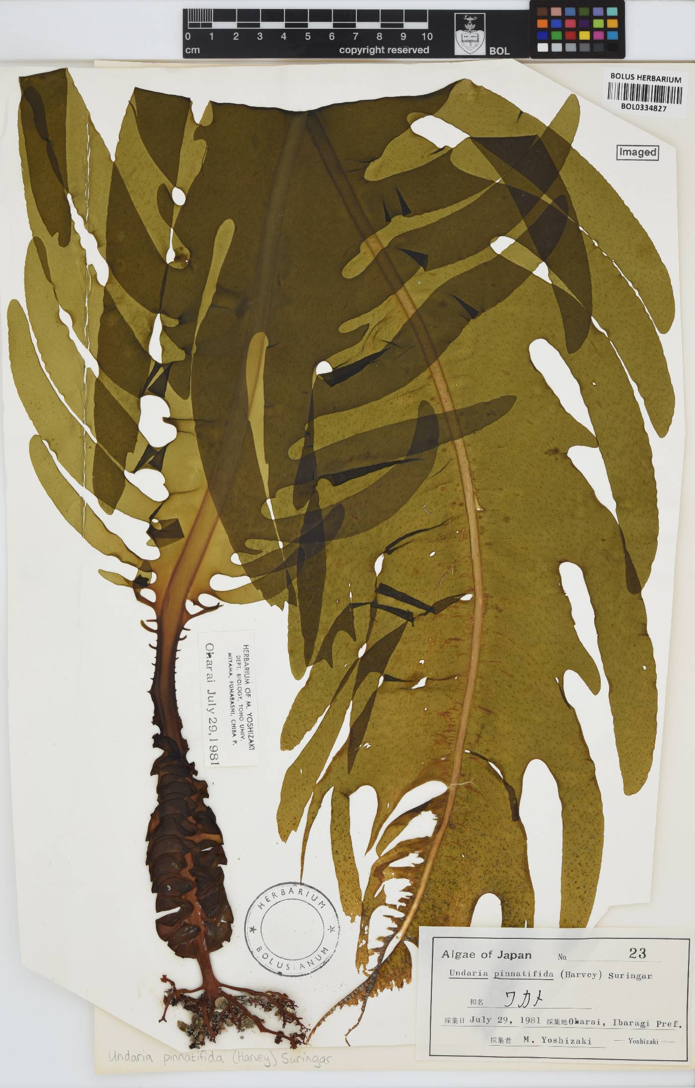 Undaria pinnatifida image