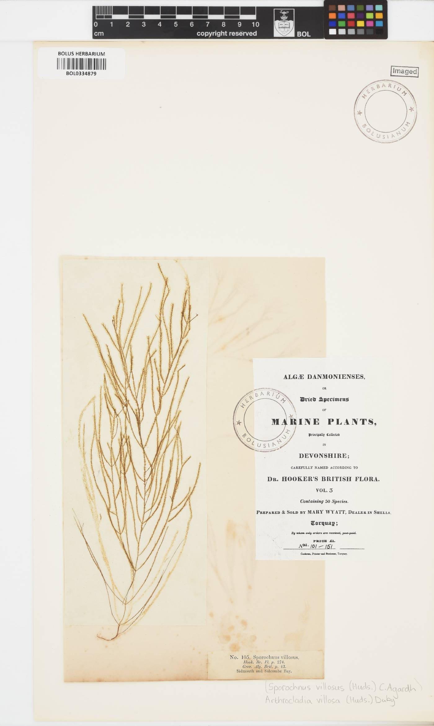 Arthrocladia villosa image