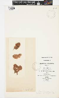 Leathesia marina image
