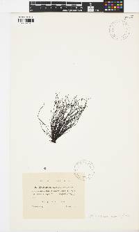 Image of Myelophycus caespitosus