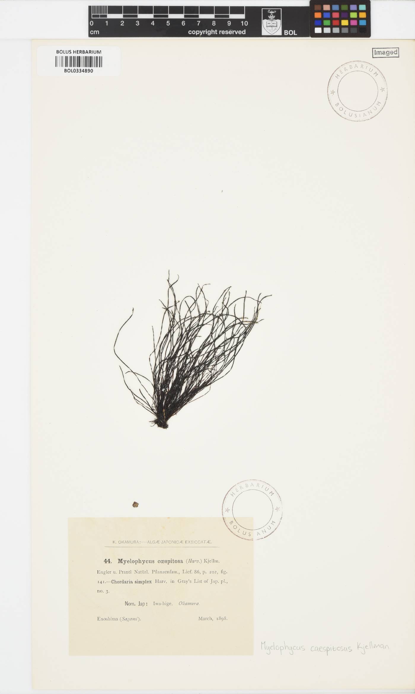 Myelophycus caespitosus image
