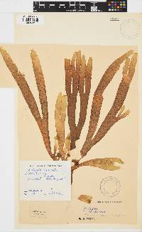 Dictyota naevosa image