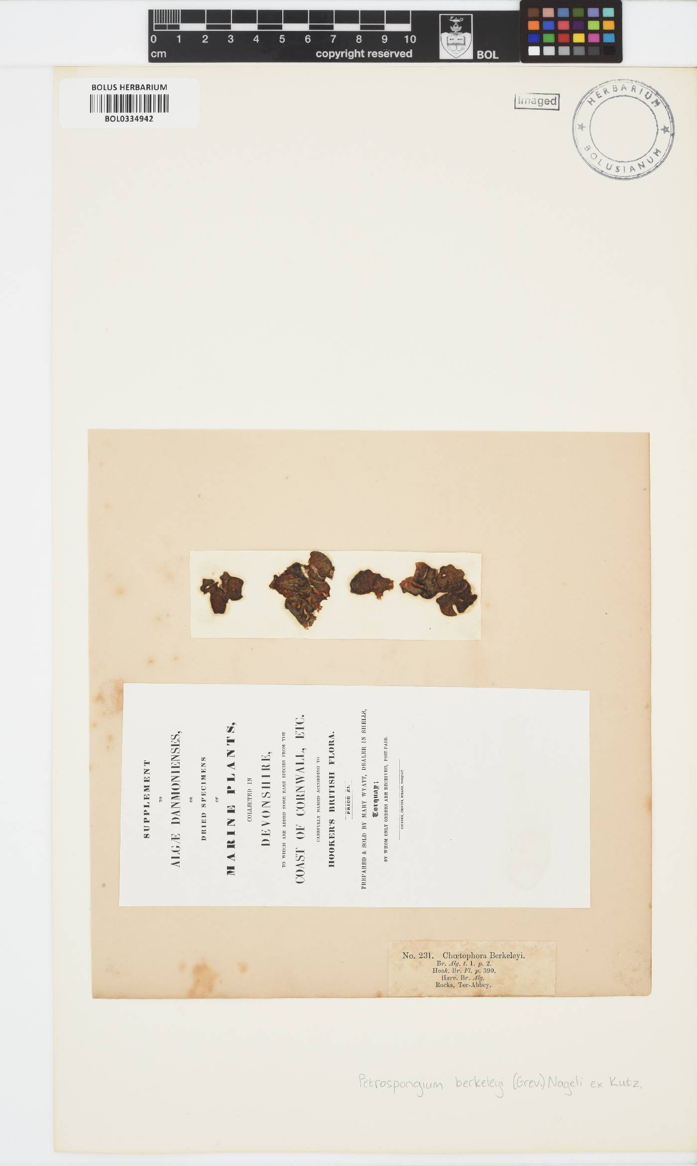 Petrospongium berkeleyi image