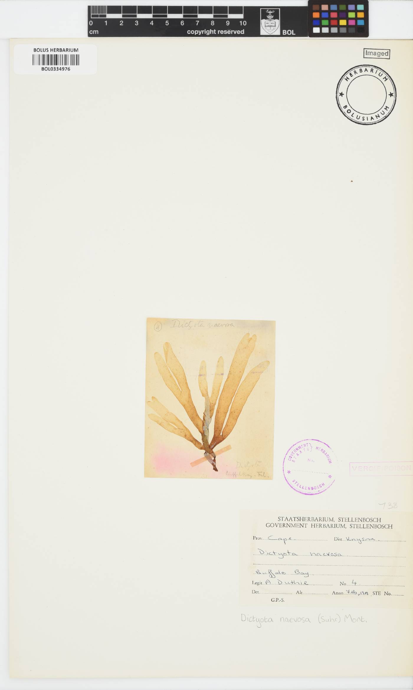 Dictyota naevosa image