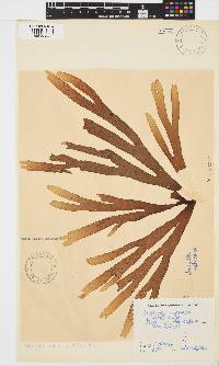 Dictyota naevosa image