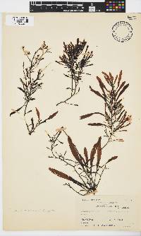 Sargassum incisifolium image