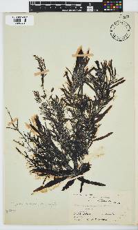 Sargassum incisifolium image