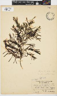 Sargassum incisifolium image