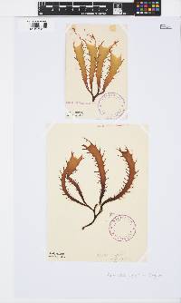 Macrocystis pyrifera image