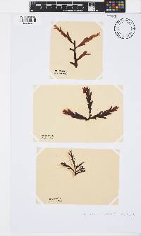 Stephanocystis osmundacea image