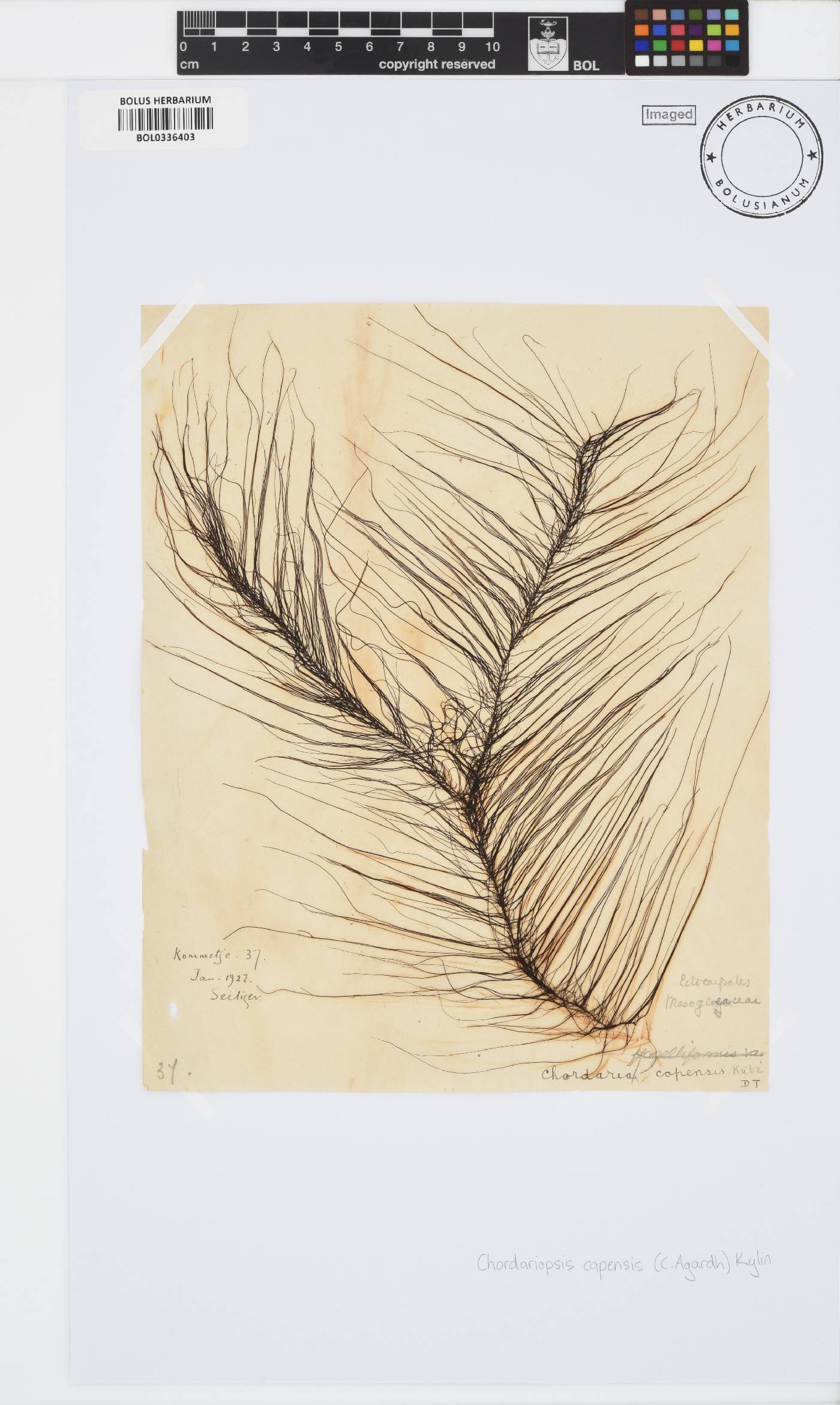 Chordariopsis image