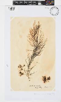 Chordariopsis capensis image