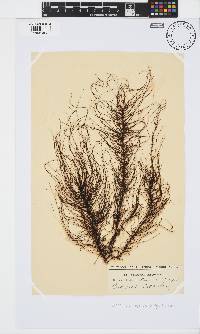 Chordariopsis capensis image