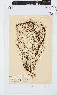 Chordariopsis capensis image
