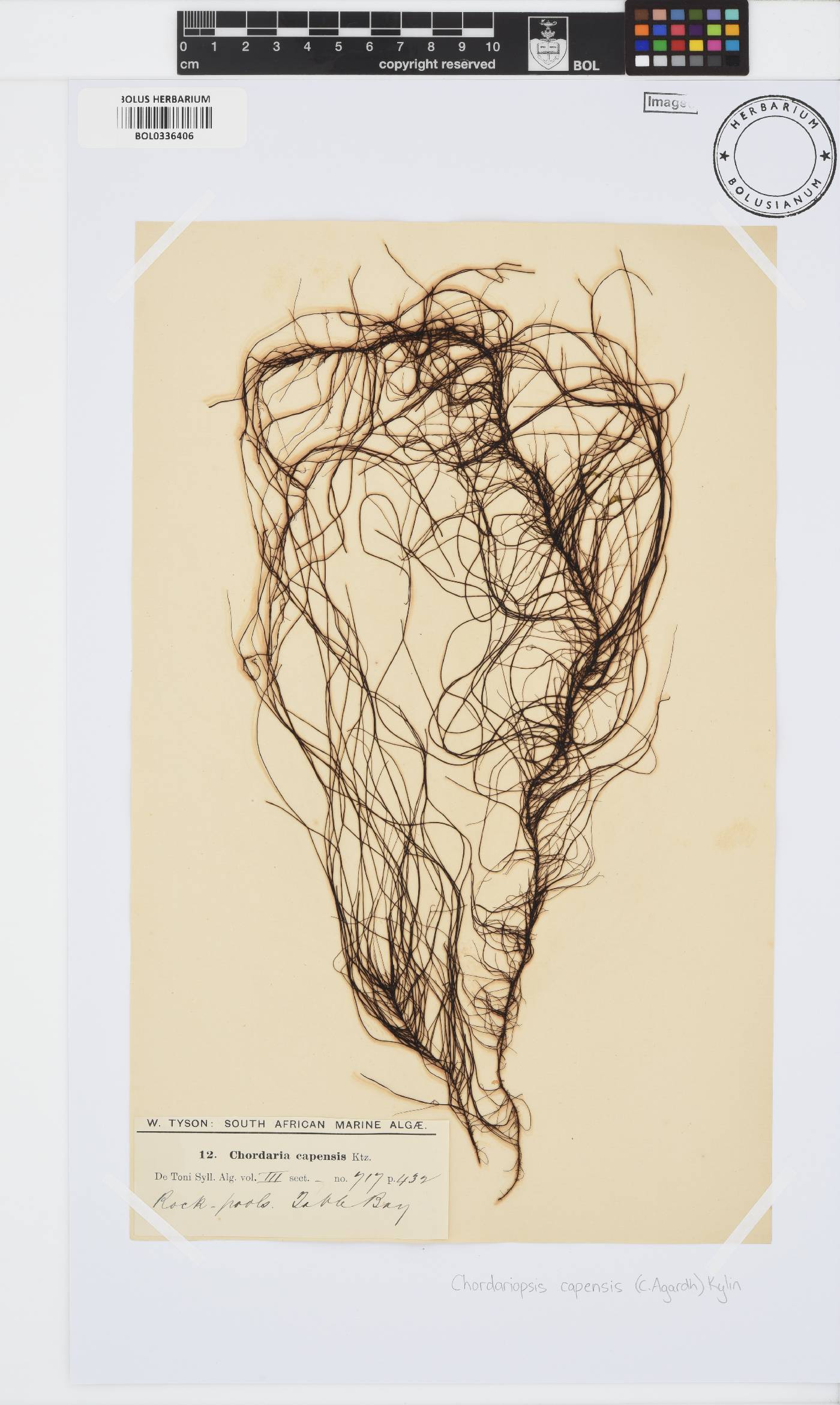 Adenocystaceae image