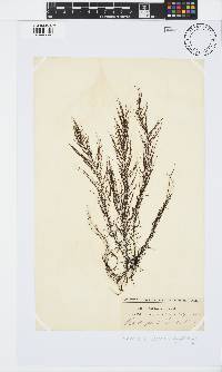 Chordariopsis capensis image