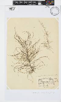 Chordariopsis capensis image