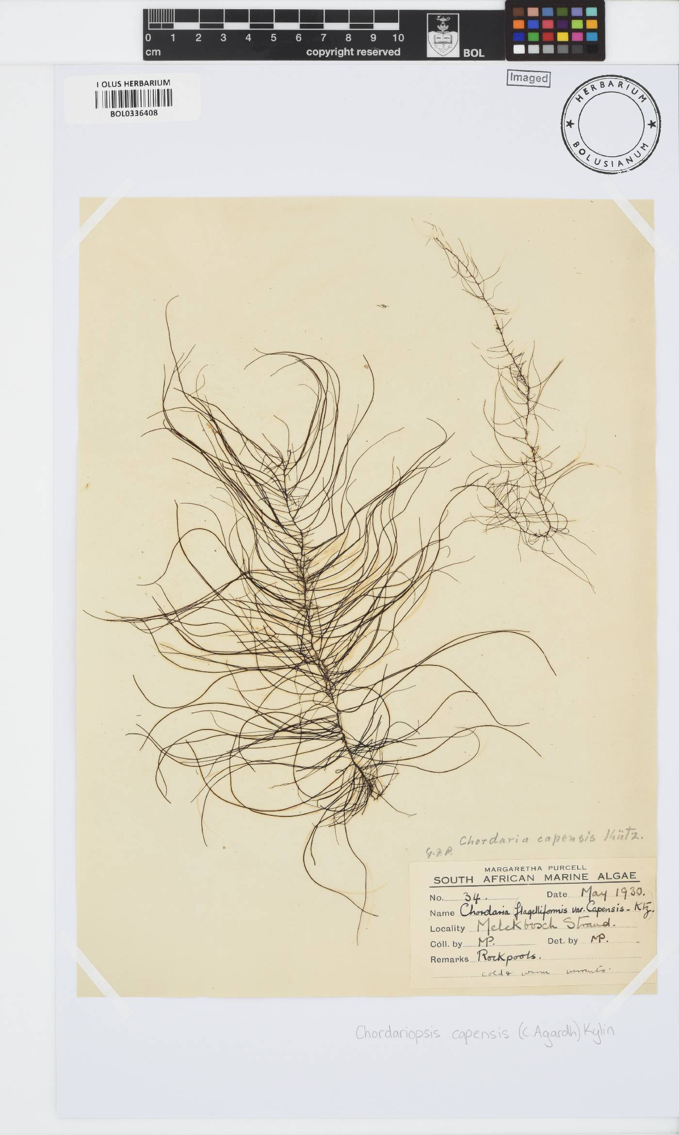 Adenocystaceae image
