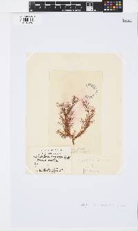 Halopteris funicularis image