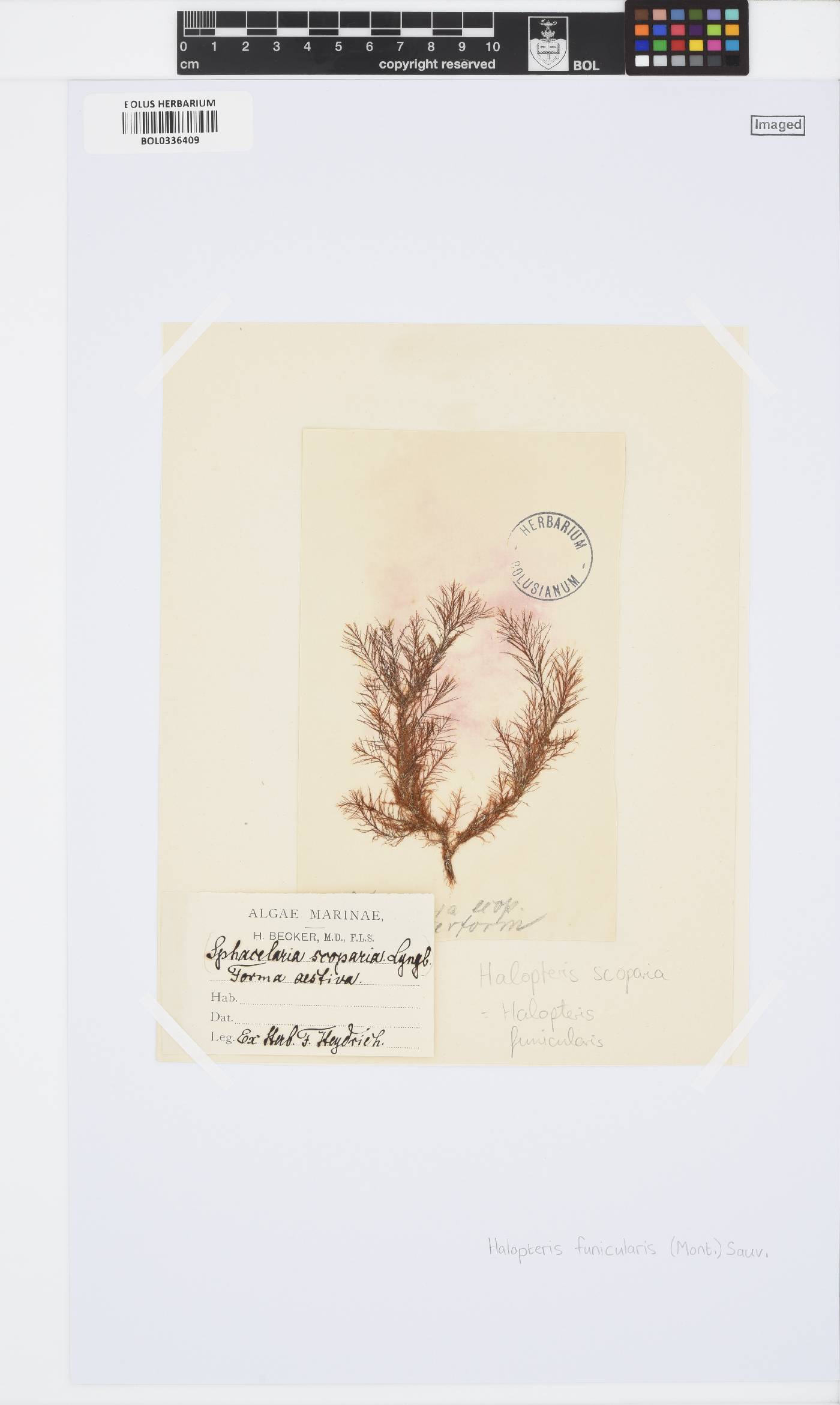 Halopteris funicularis image