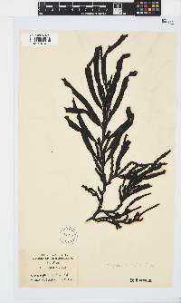 Oerstedtia scalaris image