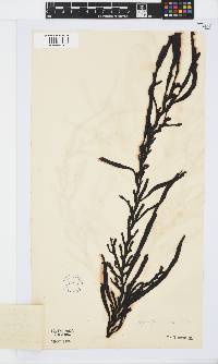 Oerstedtia scalaris image